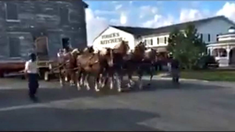 Monumental Strength: Ten Belgian Draft Horses Unite to Astonishingly Relocate a Building