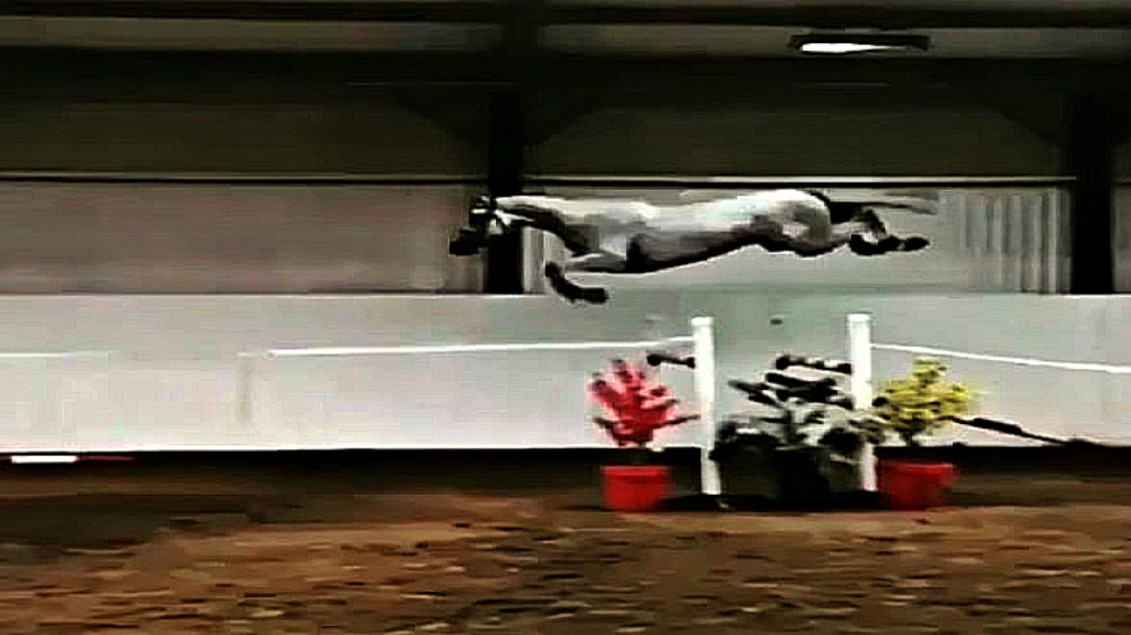 The Loose Jumping Coming From The Horse Gets Everyone Excited – Horse