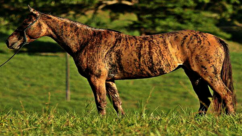 7 Horses With The Most Beautiful And Rare Colors Horse Spirit