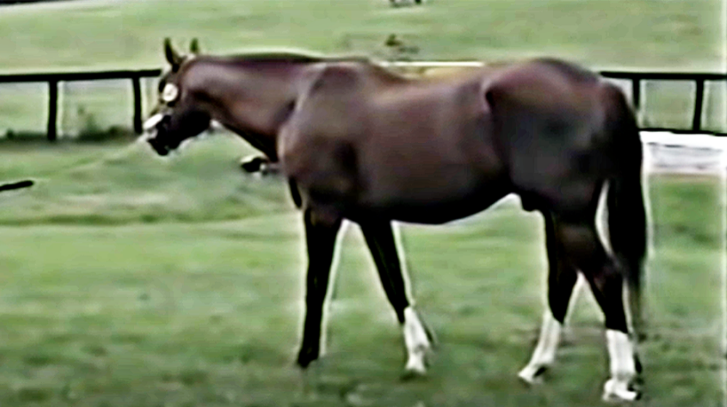Secretariat in action