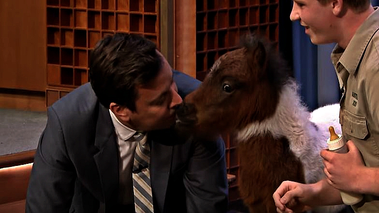 Jimmy Fallon reacting to miniature horse