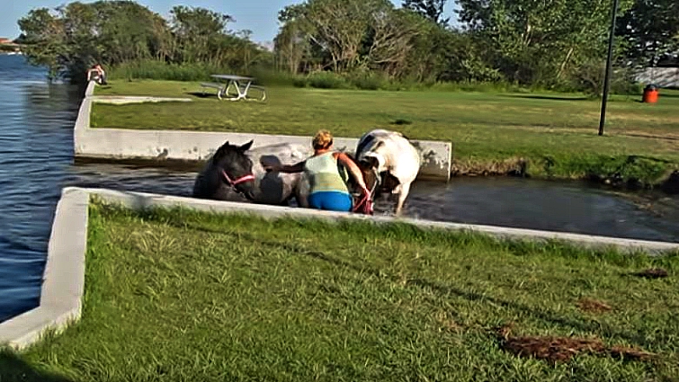 Multiple horses enjoying water together