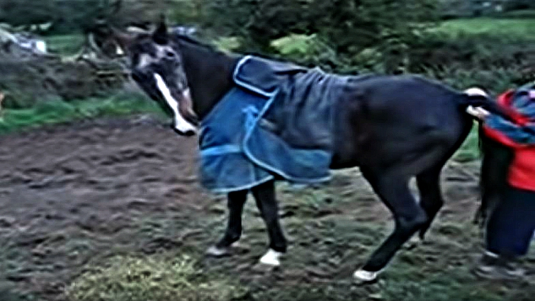 Elderly Gaylord the horse