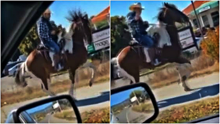 Horse moving rhythmically to song