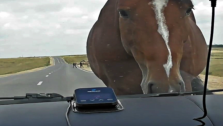 Viral horse moment