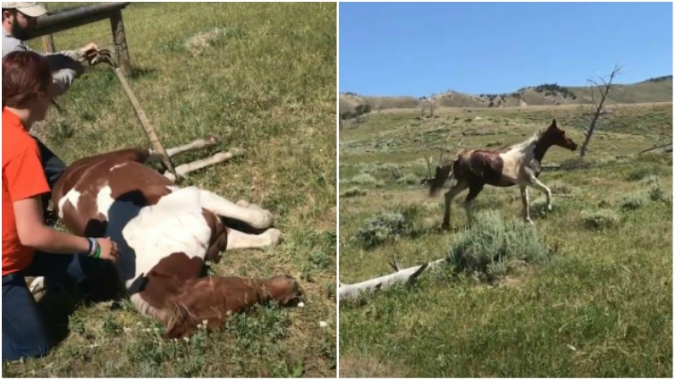 Rescued wild horse reunited with foal