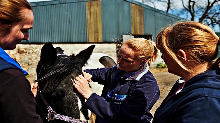 Equine veterinary care documentary series