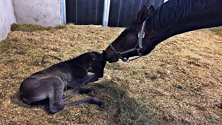 Horse health and veterinary care