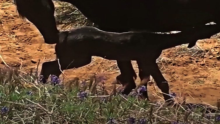 Baby horse reunites with mother after rescue