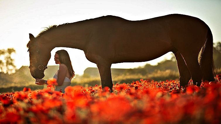 Elegant horse portrait with poppy field background