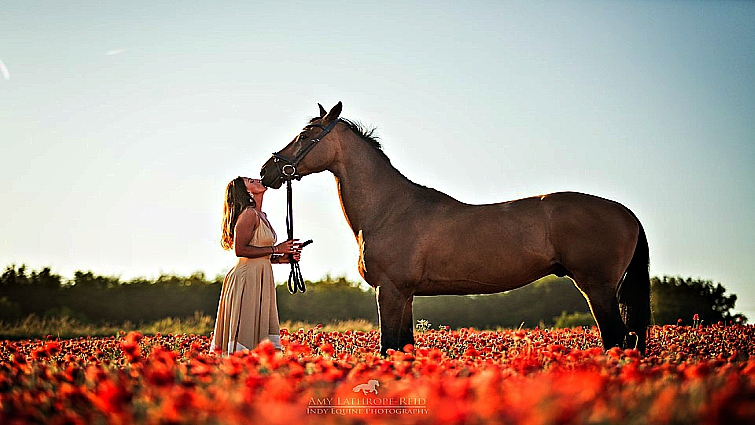 Memorial equestrian tribute Remembrance Sunday
