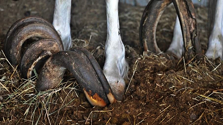 Healthy rescue horse after recovery