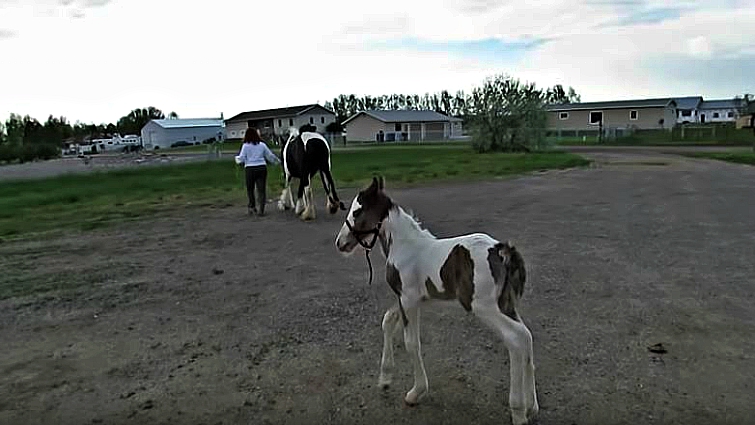 Gypsy Vanner foal with mother