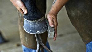 The Importance Of Farriers And 10 Things We Should Never Say To Them