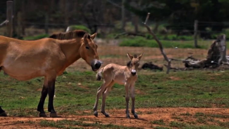 The rare Przewalski horse breed