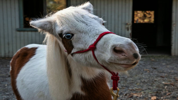 Happy pony on public transportation