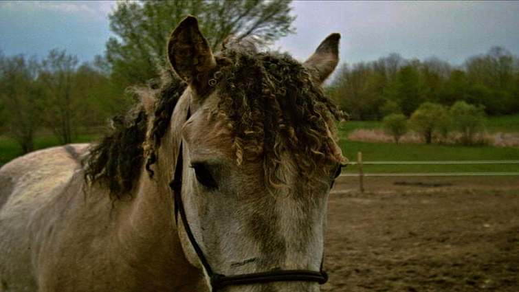Wild horse origins of Bashkir Curly breed