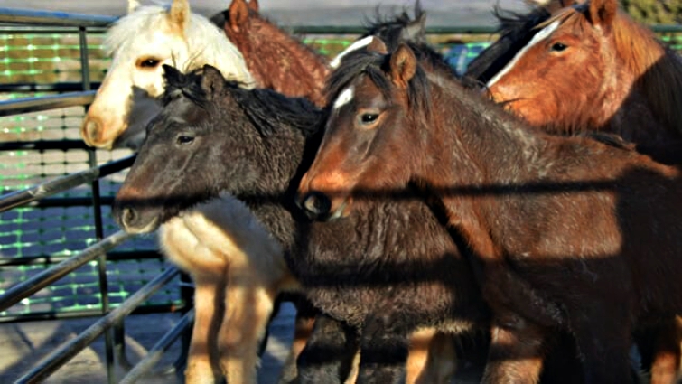Native American Bashkir Curly Horse heritage