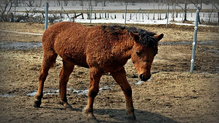 Bashkir Curly Horse summer shedding cycle