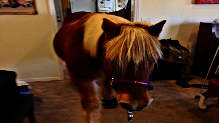 Horse in home bathroom