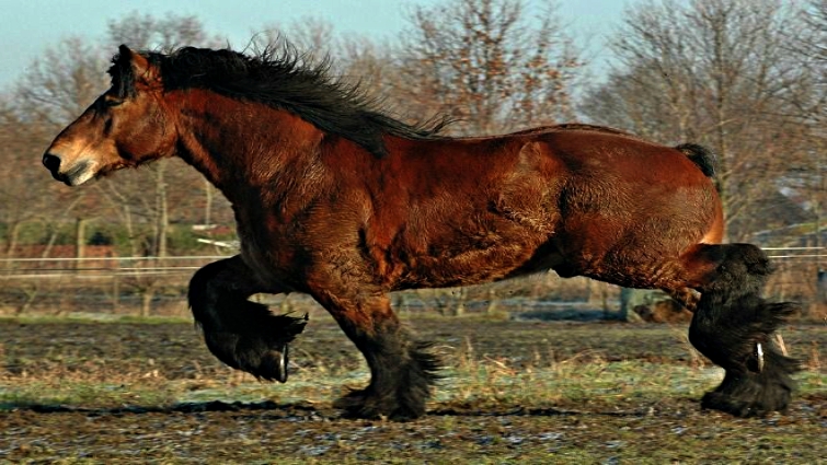 Belgian Draft Horse in harness