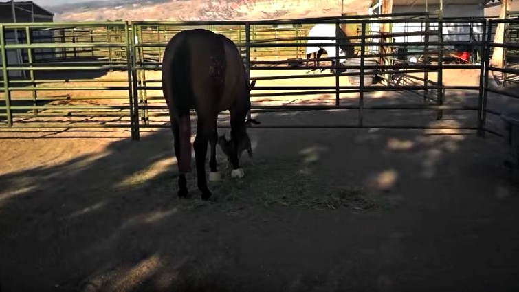 Horse and cat bonding moment