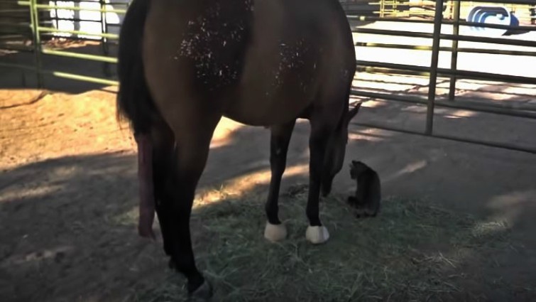 Close-up of mare and cat together