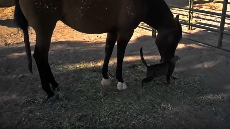 Morning greeting between horse and cat