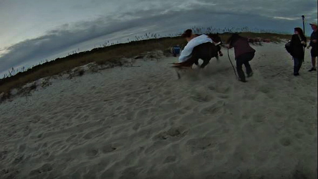 Bride’s Photoshoot Goes Wrong When Horse Throws Her Off Horse Spirit
