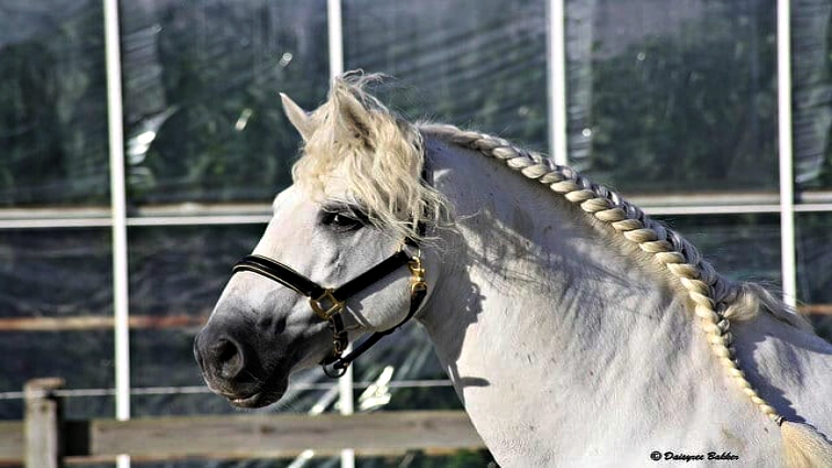 Mane pulling grooming technique