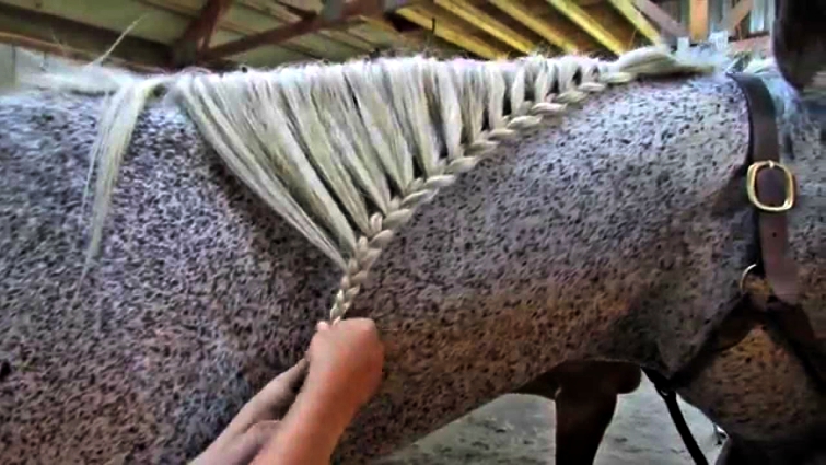 Roached hogged mane style
