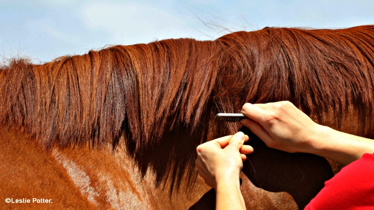Horse mane styling examples