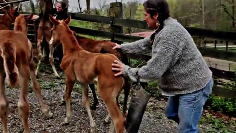 Foals playing and running at sanctuary