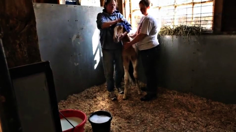 Adopted foals in their forever homes