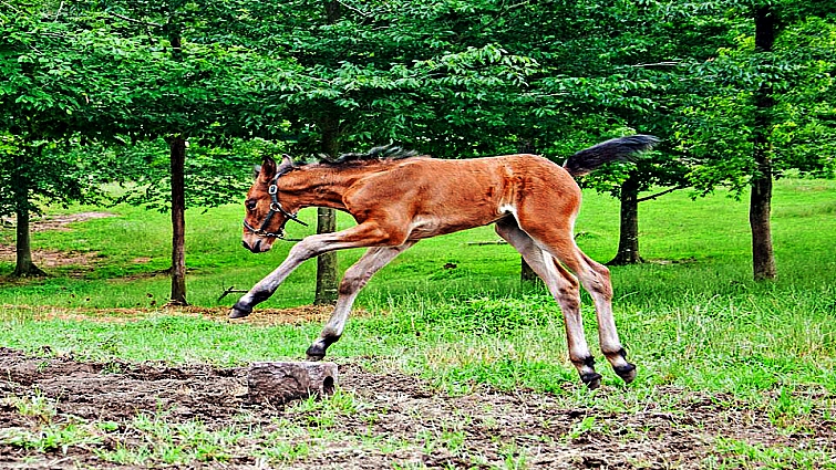 Cleveland Bay stallion Clarence