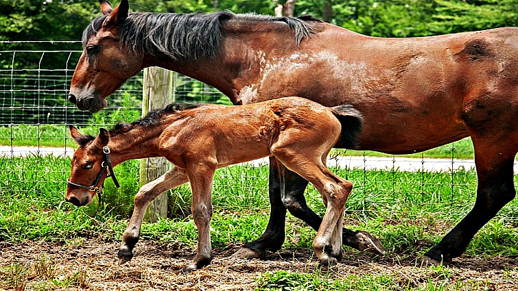 Cleveland Bay foal nursing