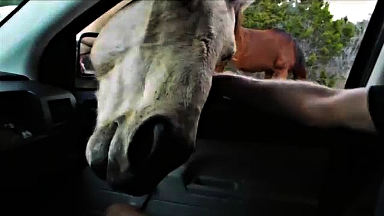 Horse examining vehicle interior