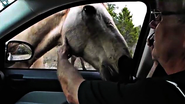 Horse and car meeting