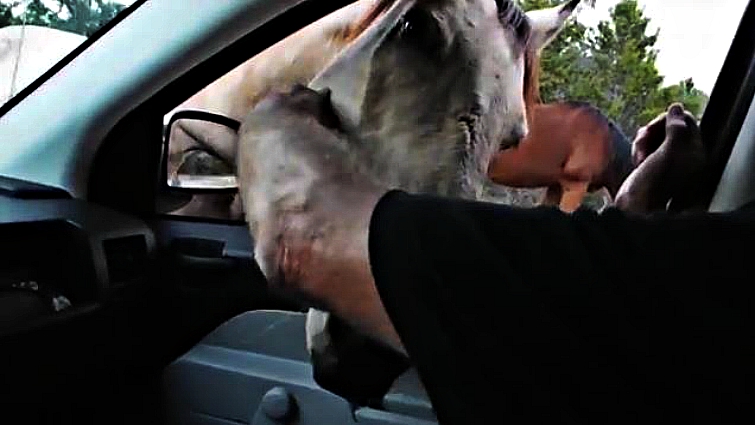 Friendly horse interaction with vehicle