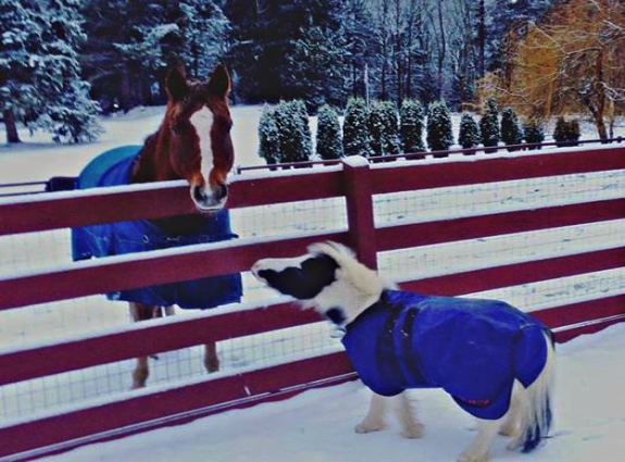 Einstein miniature stallion close-up