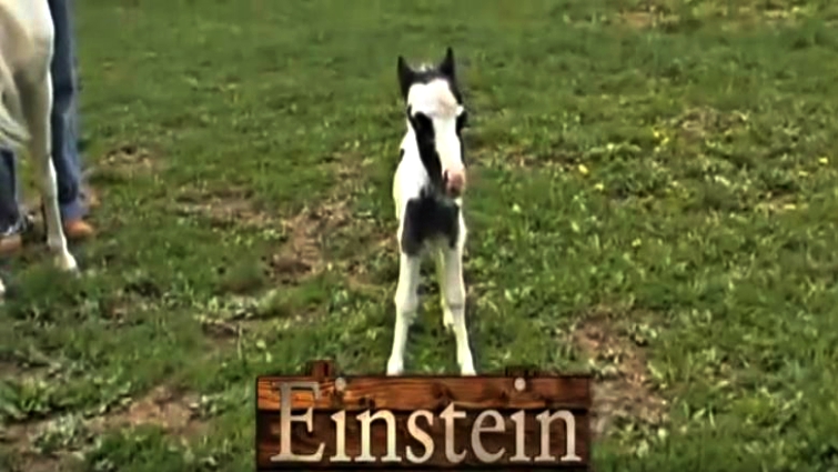 Einstein the stallion playing