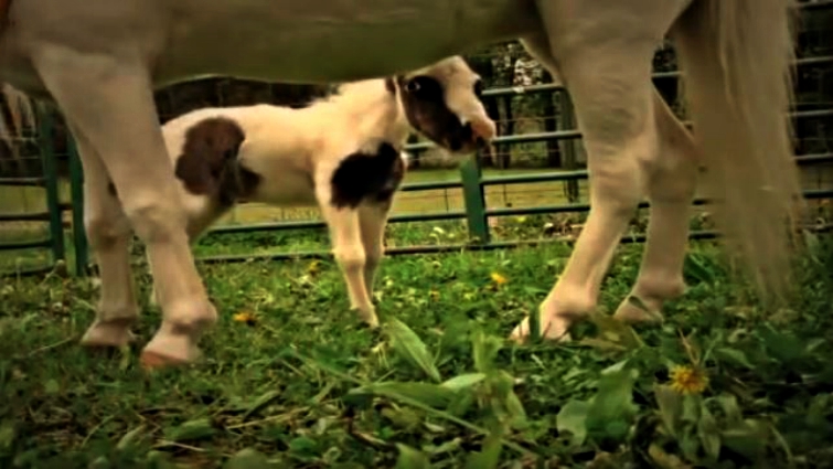 Einstein world's smallest stallion