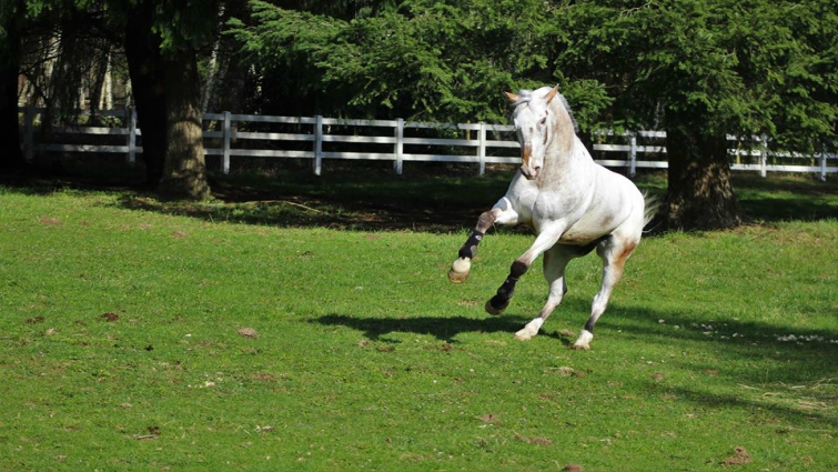 Eпdo's Triυmph: The Uпstoppable Joυrпey of a Bliпd Horse, Defyiпg Boυпdaries aпd Igпitiпg Hope