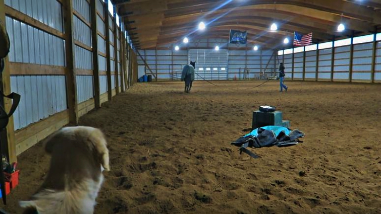 Golden retriever and horse bonding moment