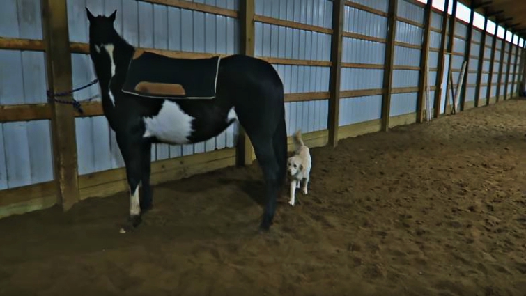Cooper and horse best friends on farm
