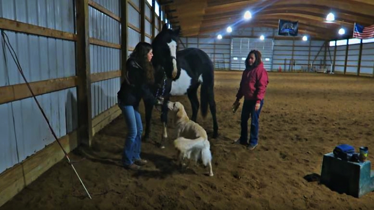 Horse and dog playing together on farm