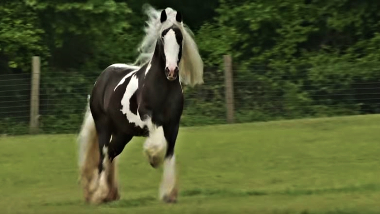 Gypsy Vanner stallion displaying breed characteristics