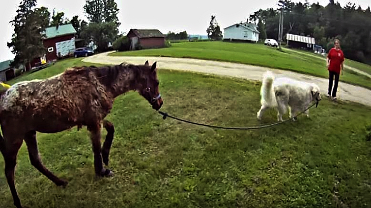 Dog showing affection to sick foal