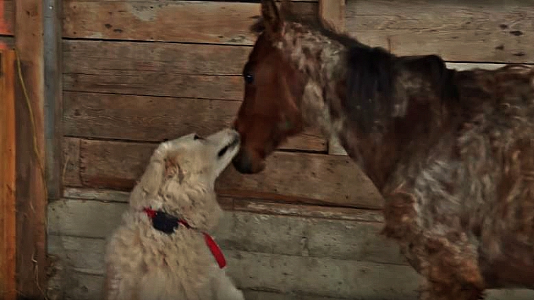 Close bond between dog and foal