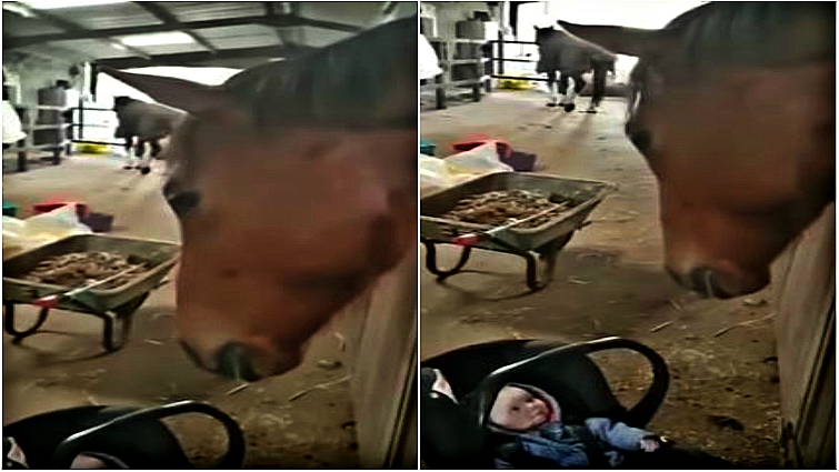 Sweet interaction between horse and child